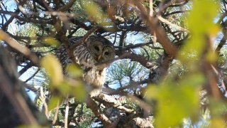 Barred Owl New York Central Park
