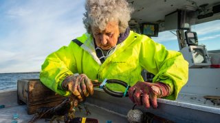 oldest lobster fisher Maine