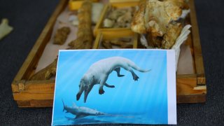 Egypt fossilized amphibious four-legged whale