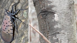 A handout image of a lanternfly and lanternfly eggs on a treet