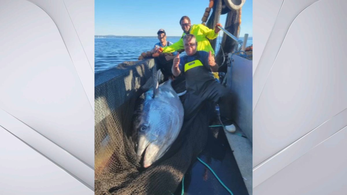 Massive Tuna Donated to Maine Soup Kitchen – NBC Boston - Vimarsana News