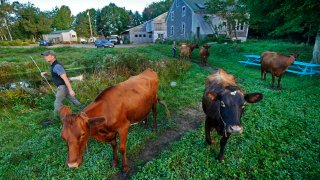Phil Retberg leads his cows back to the pasture after the morning milking at his family's farm, Friday, Sept. 17, 2021, in Penobscot, Maine.