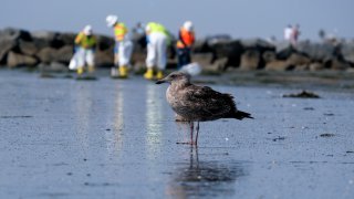 A seagull rests as workers in protective suits clean the contaminated beach after an oil spill