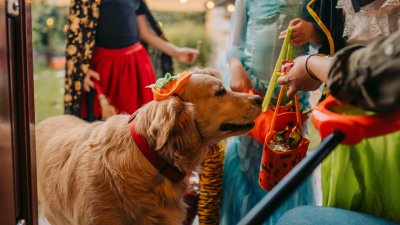 Halloween Safety Tips For Your Pets From The Aspca Nbc Boston