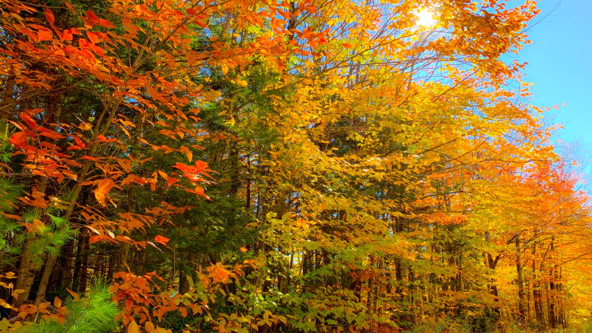 Climate Change is Hurting Fall Foliage — and the Negative Impact Goes Beyond Aesthetics