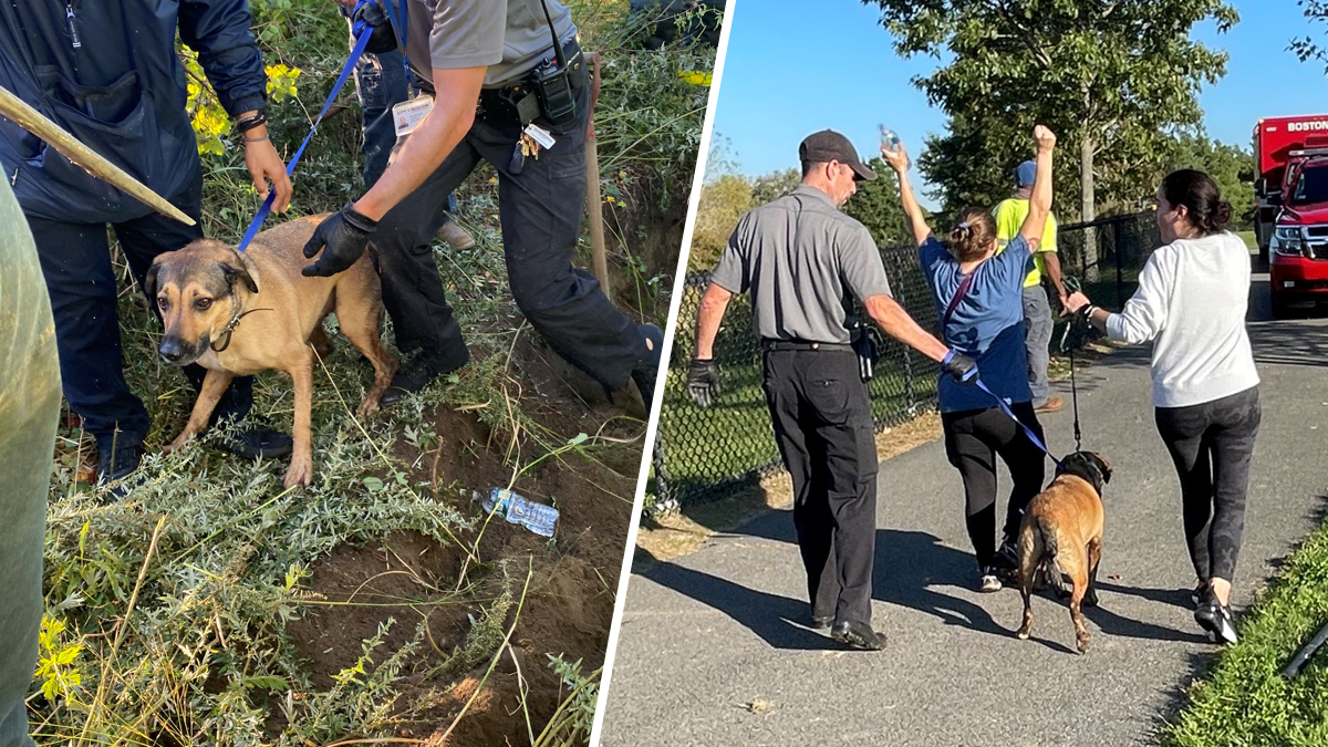 Dog Rescued From West Roxbury Park Drain Pipe NBC Boston