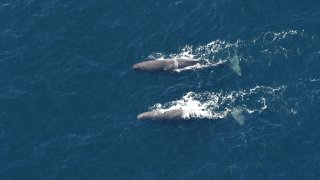 A pair of sperm whales