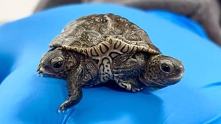 A rare two-headed turtle seen on a gloved hand