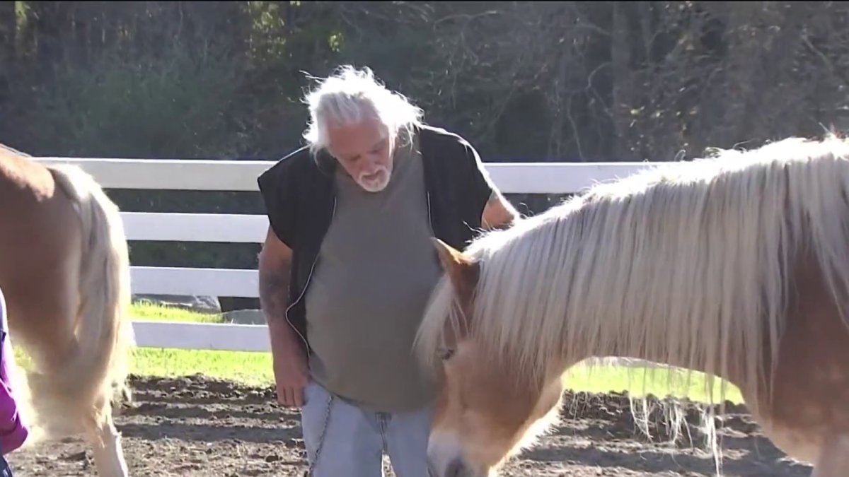 Ironstone Farm Aims to Help Veterans With Horses NBC Boston