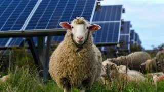 Sheep graze at a solar farm