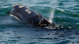 FILE – A North Atlantic right whale feeds on the surface of Cape Cod bay off the coast of Plymouth, Mass., March 28, 2018. A federal appeals court on Tuesday, Nov. 16, 2021, reinstated protections for endangered right whales in waters off New England. (AP Photo/Michael Dwyer, File)