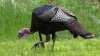 MassWildlife looking for help to count turkeys during the summer