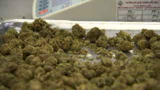 nuggets of marijuana on a metal tray at a lab