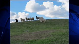 18 sheep were surrendered to MSPCA at Nevins Farm