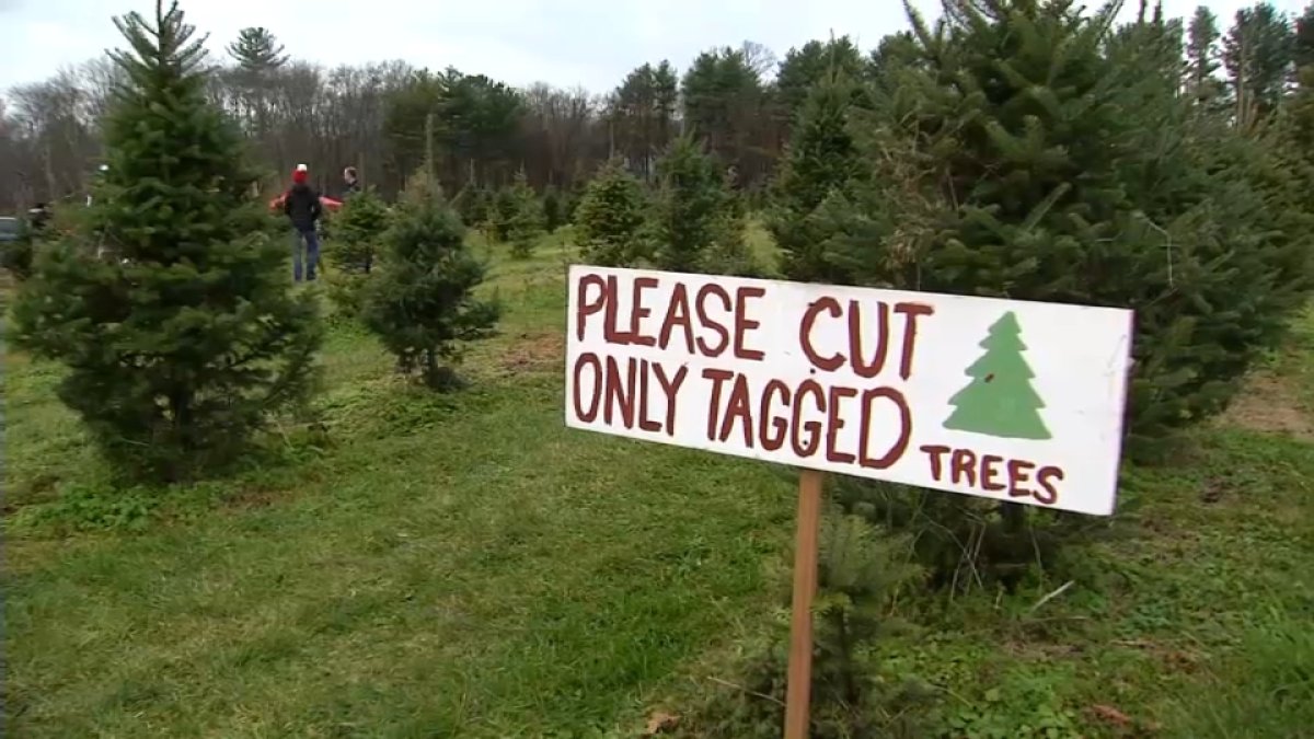Massachusetts Christmas Tree Farms Dealing With Shortage NBC Boston