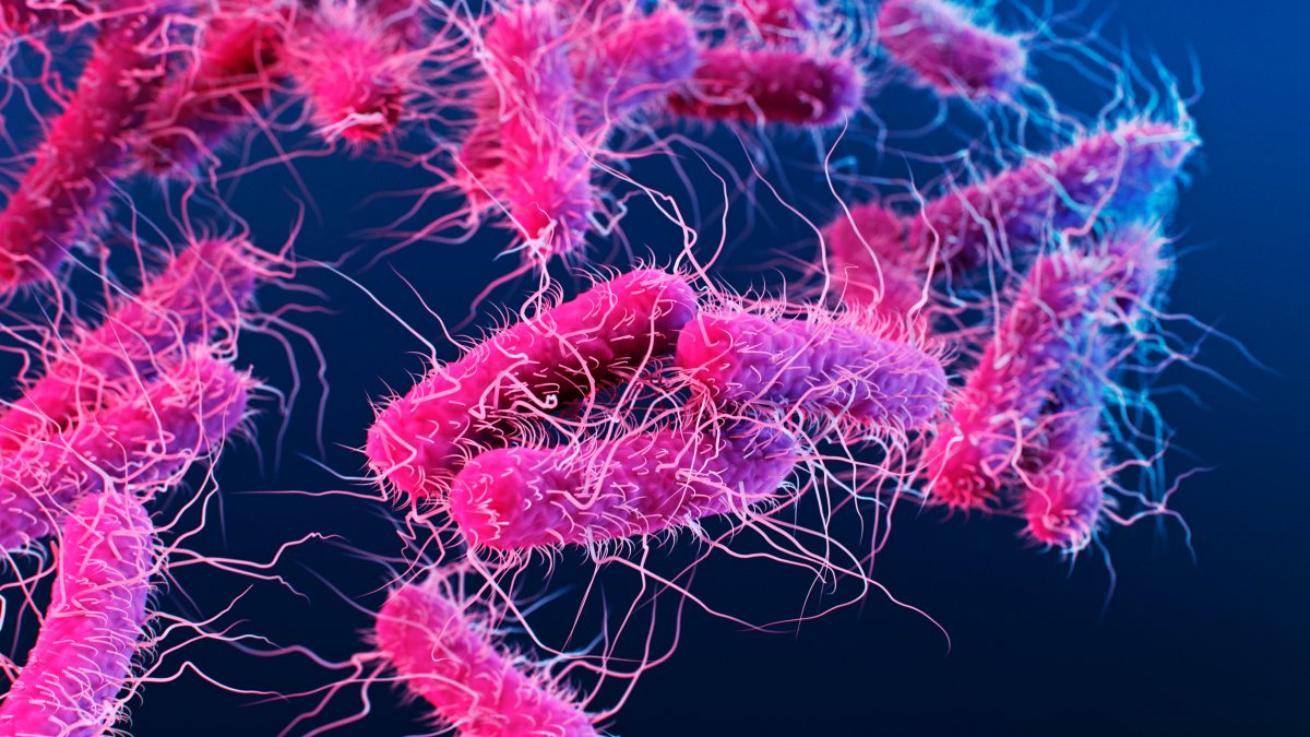 Buba Noodle Bar Manchester NH Salmonella Outbreak NBC Boston