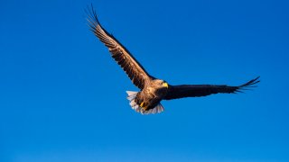 A file photo of a Steller's sea eagle flying in blue sky in Hokkaido, Japan.