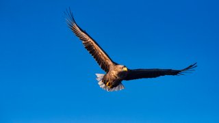 A file photo of a Steller's sea eagle flying in blue sky in Hokkaido, Japan.