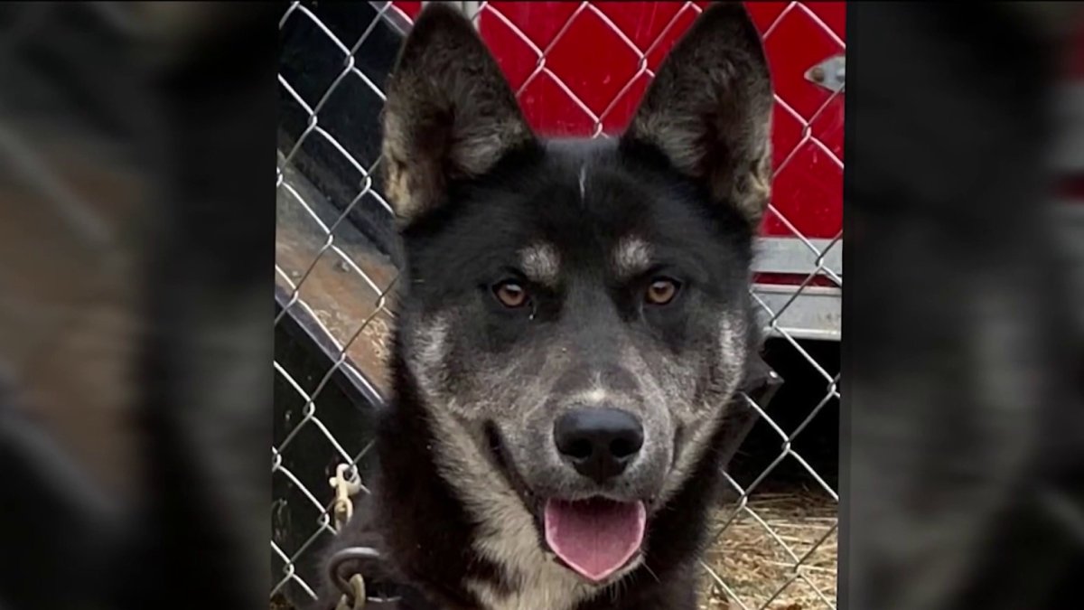 NH Musher’s Dog Killed in Alaska Training Run NBC Boston