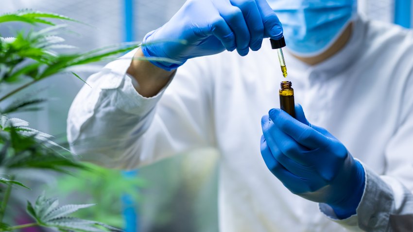 Medical scientist with mask and gloves checking hemp plants in a greenhouse. Concept of herbal alternative medicine, cbd oil, pharmaceptical industry