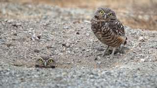 burrowing owls