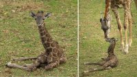 Baby Giraffe Born at San Diego Zoo Safari Park on Betty White's 100th Birthday