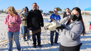 A sea turtle called Typhoon being released into the Gulf of Mexico after a long rehab.