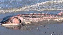 Report a Stranded, Injured, or Dead Sturgeon