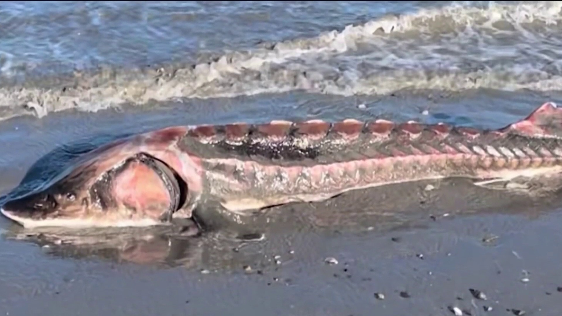 Massive Rare Fish Washes Ashore on Revere Beach in Massachusetts