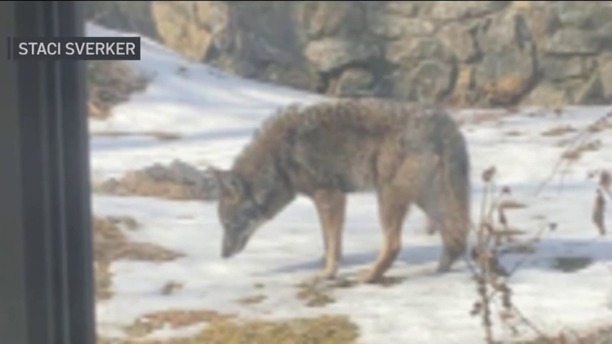 Coyote sightings on rise in Upper Township