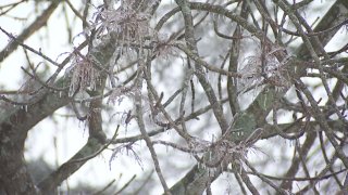 Some residents in Collin County who remain without power from the winter storm say they’re experiencing an unusual phenomenon of exploding trees.