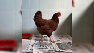 A wandering chicken that was caught sneaking around a security area at the Pentagon