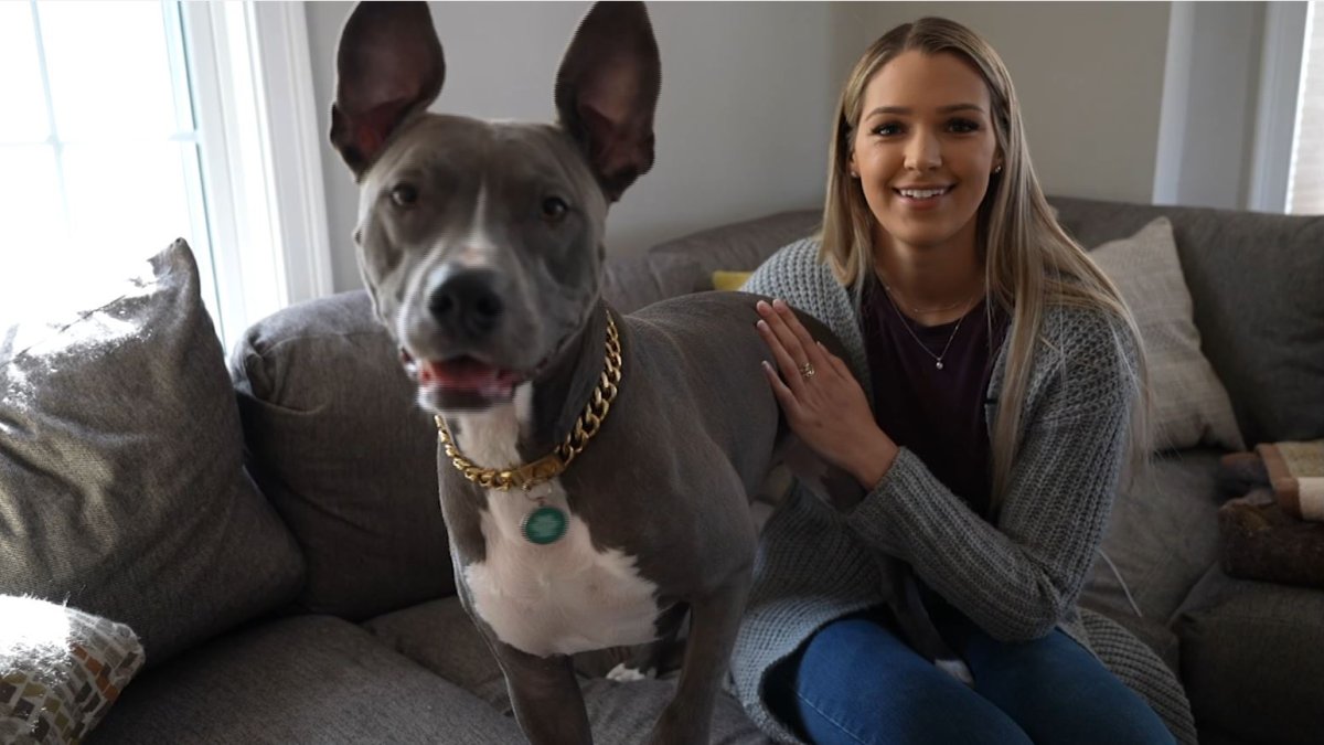 Fight Over Foster Dog’s Leg Amputation Resolved with Adoption – NBC Boston