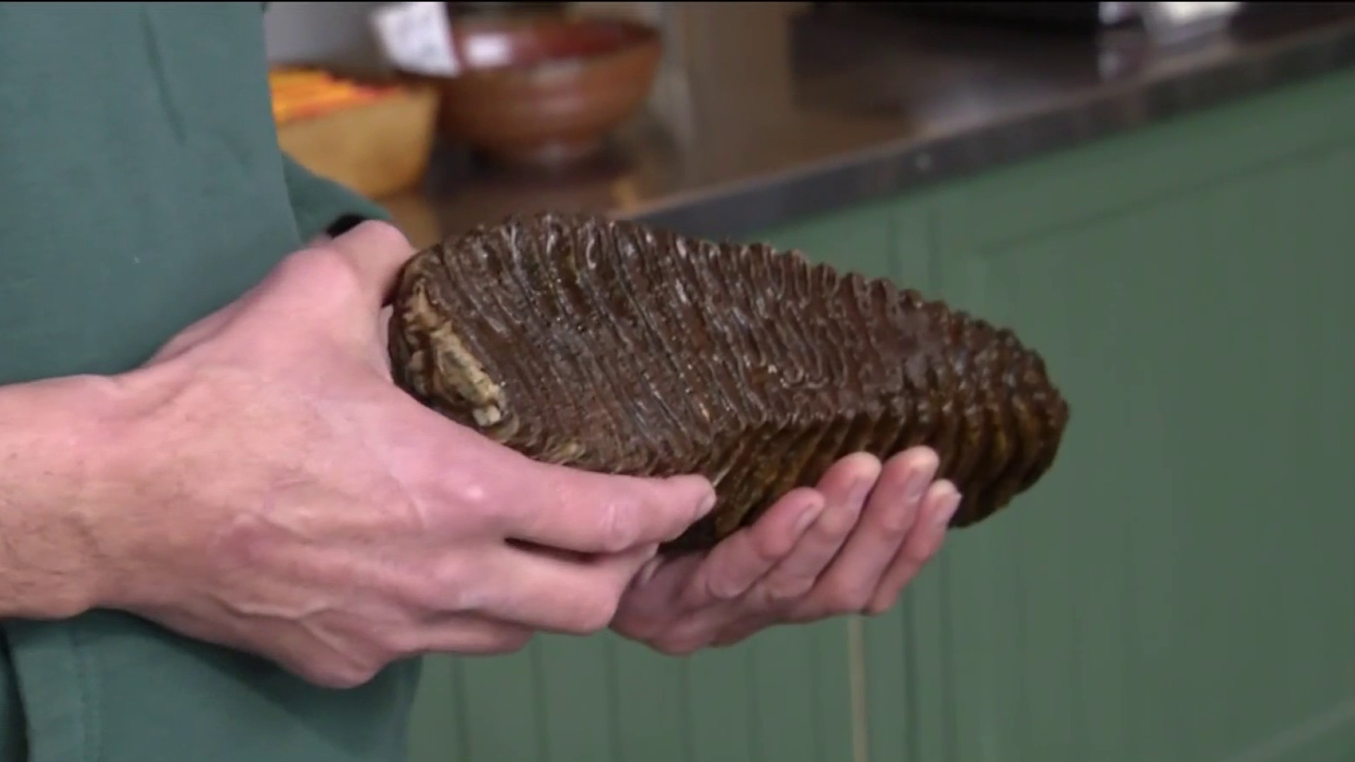 New England Fisherman to Auction Off Woolly Mammoth Tooth He Caught to Help Ukraine