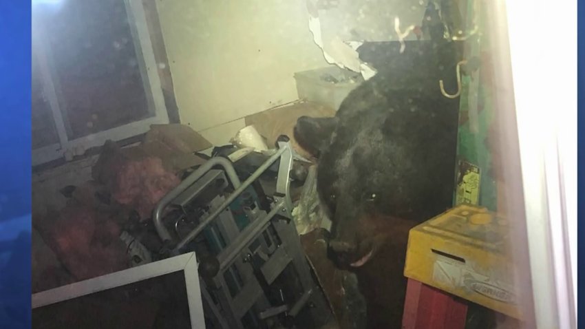 Uninvited Guest: NH Couple Finds Bear in Mudroom