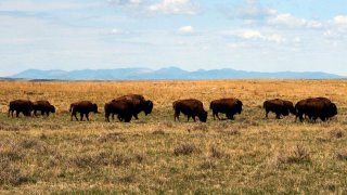 FILE - In this April 25, 2012, file photo, a herd of bison move through land controlled by the American Prairie Reserve south of Malta, Mont. U.S. officials on Wednesday, March 30, 2022, announced approved of the reserve's proposal to expand bison grazing on public lands in north-central Montana.