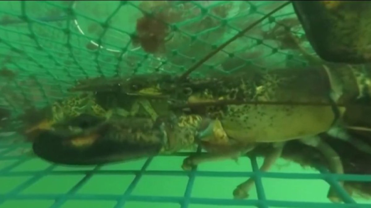 New England Sees Low Number of Baby Lobsters NBC Boston
