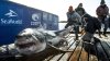 1,000-Pound Great White Shark Spotted Off East Coast, Heading North Soon