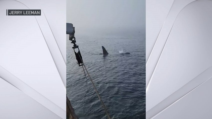 WATCH: Orca Spotted Off Cape Cod