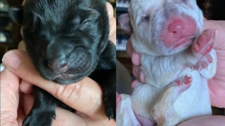 Dog abandoned with newborn pups on Christmas Eve in search for home