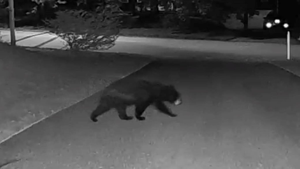Bear in Walpole MA Police Share Video, Warn Residents NBC Boston