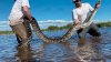 Largest Burmese Python Ever Captured in Florida Everglades Had Hoofs in Stomach