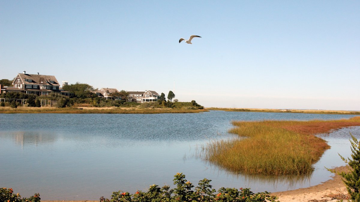 Hundreds of Dead Birds Wash Up on Martha’s Vineyard; Officials Fear