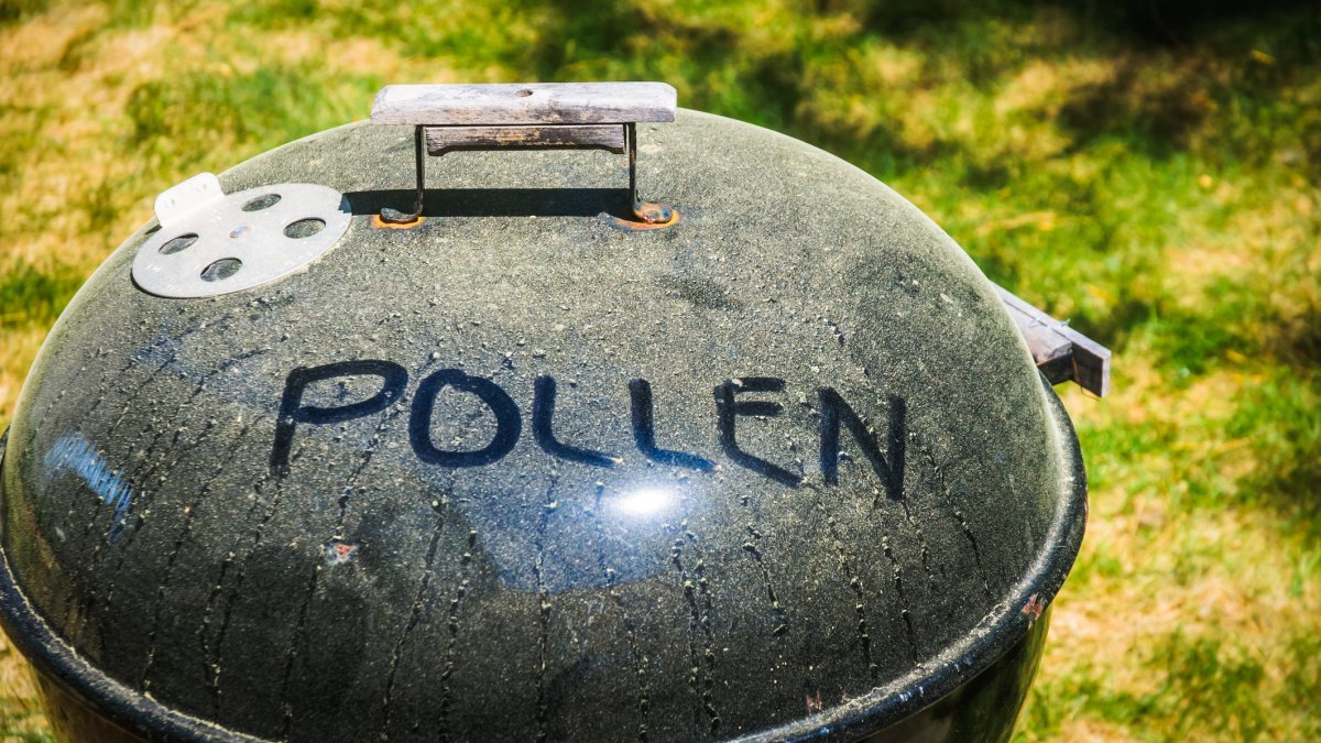 Boston, MA pollen levels: What allergies are high today?