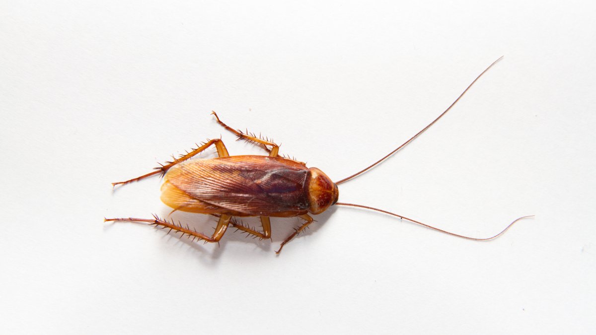 Turn your ex into a cockroach for $15 this Valentine’s Day – NBC Boston