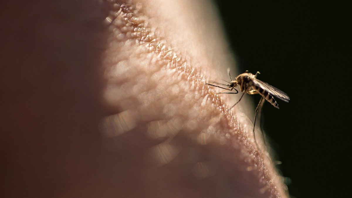 West Nile Detected in Mosquitoes Caught in Brookline – NBC Boston