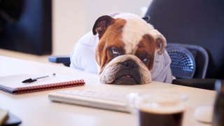 A bulldog in the office