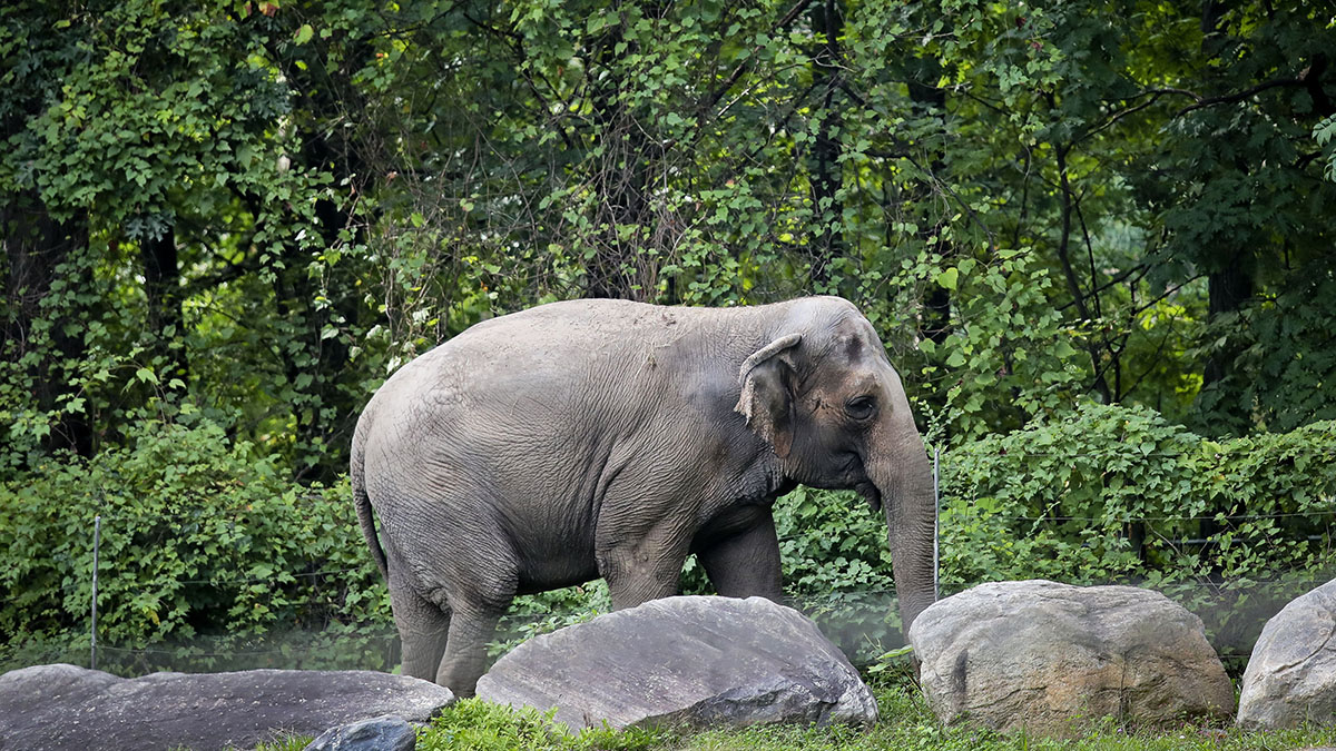 Happy the Elephant Isn't a Person, Top New York Court Rules