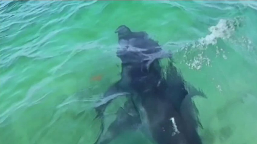 A shark spotted in the waters off Cape Cod.