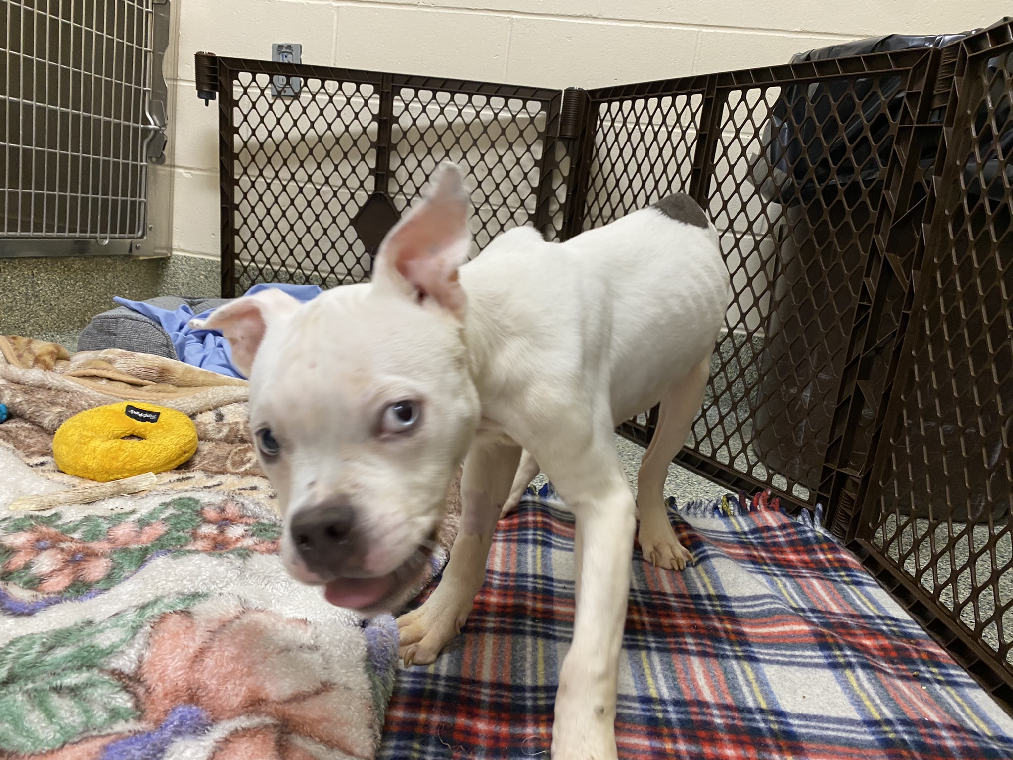 Pit Bull Puppy Abandoned in Boston Up for Adoption – NBC Boston Pit Bull Puppy Abandoned in Boston Up for Adoption – NBC Boston